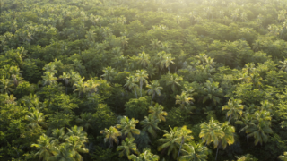Tropical palm trees sunset
